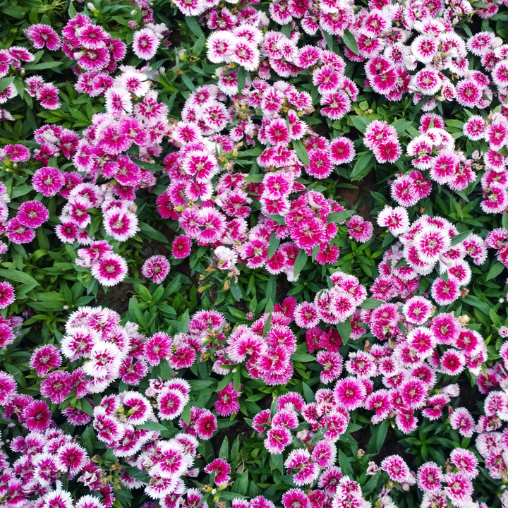 Dianthus 'Telstar Purple Picotee' ~Telstar™ Purple Picotee Dianthus-ServeScape