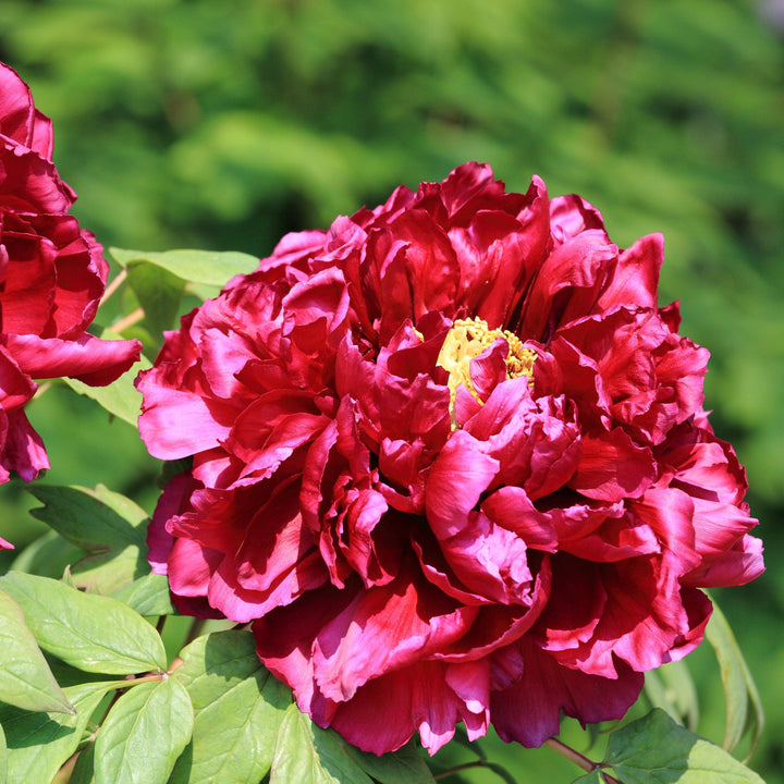 Paeonia lactiflora 'Black Beauty' ~ Black Beauty Peony-ServeScape