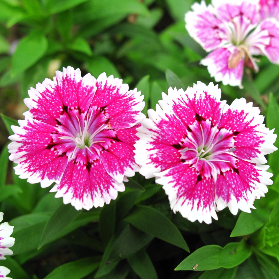 Dianthus 'Telstar Purple Picotee' ~Telstar™ Purple Picotee Dianthus-ServeScape