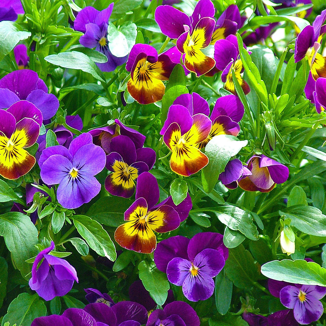 Viola cornuta 'Colormax Lemonberry Pie Mix' ~ Colormax® Lemonberry Pie Mix Viola-ServeScape