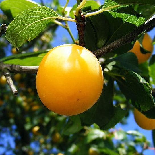 Prunus salicina 'Byrongold' ~ Byron Gold Plum-ServeScape