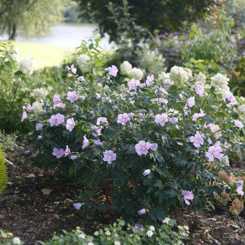 Hibiscus 'Rosina' ~ Pollypetite® Rose of Sharon-ServeScape