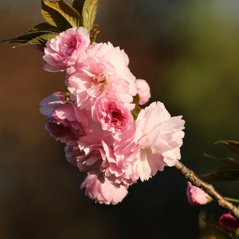 prunus serrulata 'Kanzan' ~ Kanzan Flowering Cherry-ServeScape