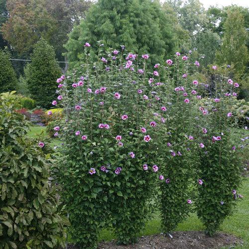 Hibiscus syriacus 'Gandini Santiago' ~ Purple Pillar® Rose of Sharon-ServeScape