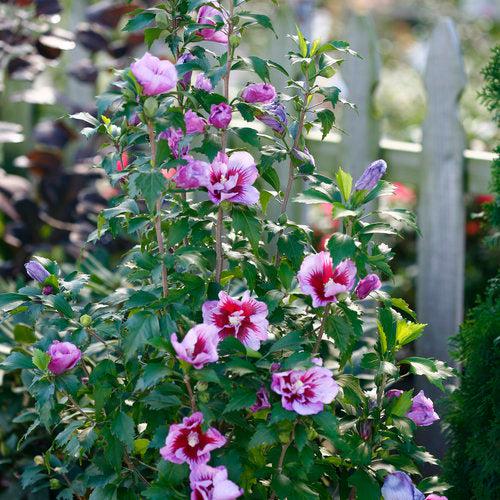 Hibiscus syriacus 'Gandini Santiago' ~ Purple Pillar® Rose of Sharon-ServeScape