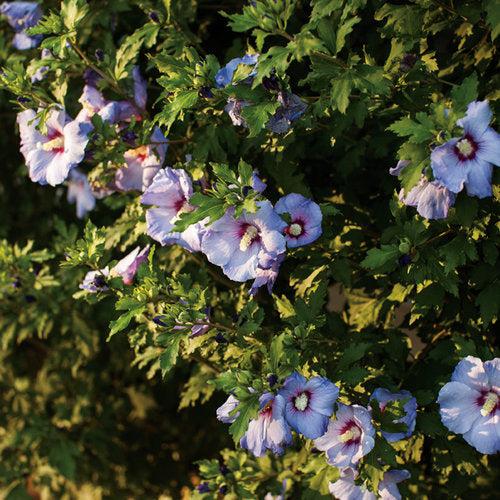 Hibiscus syriacus 'DVPazurri' ~ Azurri Blue Satin® Rose of Sharon-ServeScape