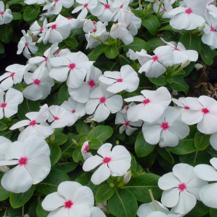 Catharanthus roseus 'Cora Cascade Polka Dot' ~ Cora® Cascade Polka Dot Vinca-ServeScape