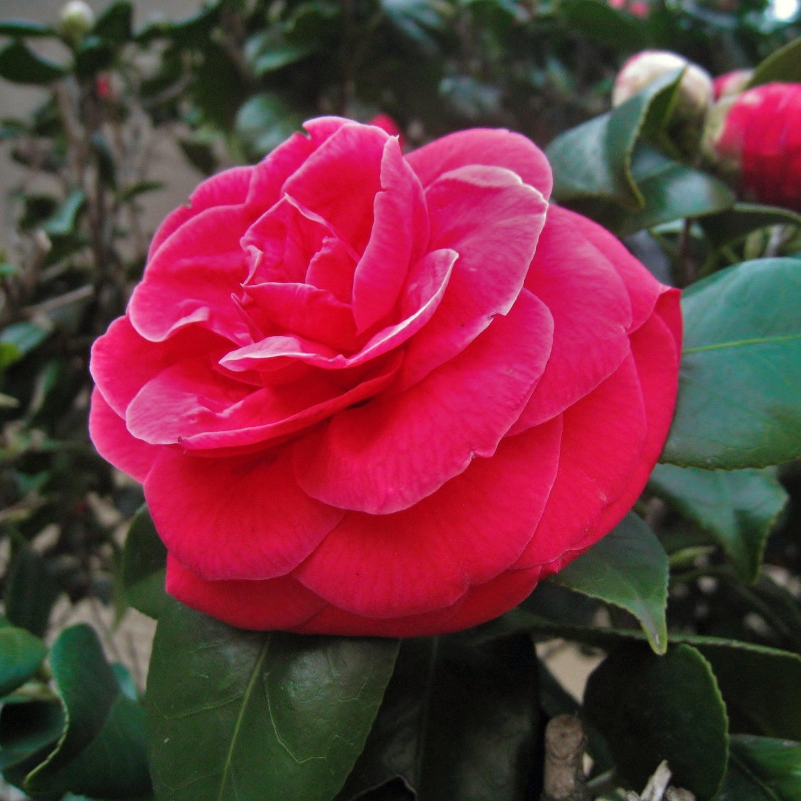 Camellia japonica 'Rose Dawn' ~ Rose Dawn Camellia-ServeScape