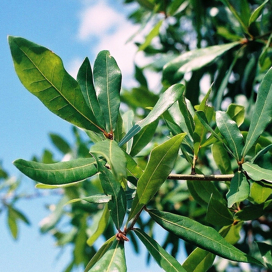 Quercus hemisphaerica ‘QHMTF’ ~ Avalyn® Laurel Oak-ServeScape