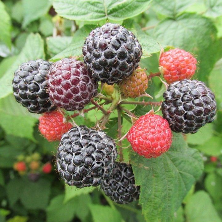 Rubus idaeus 'Jewel' ~ Jewel Raspberry-ServeScape