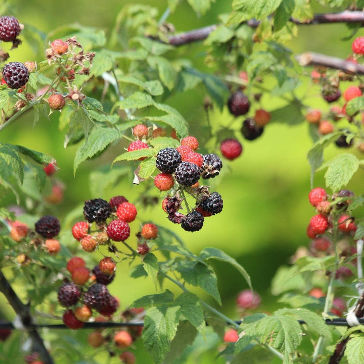 Rubus idaeus 'Jewel' ~ Jewel Raspberry-ServeScape