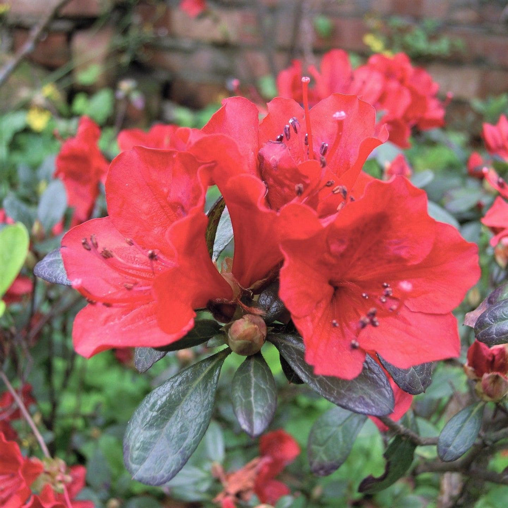 Rhododendron 'Jay Valentine' ~ Jay Valentine Azalea-ServeScape