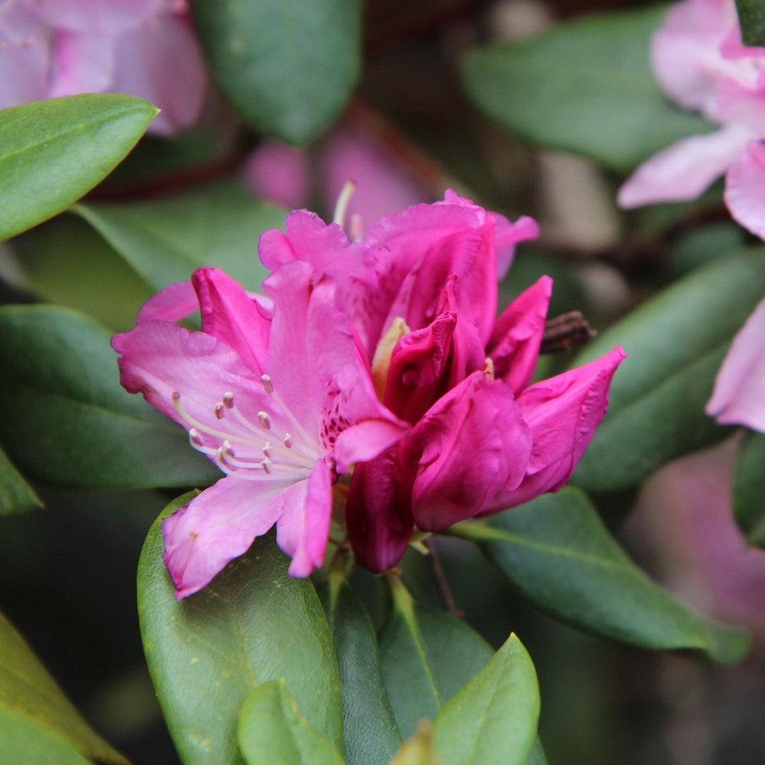 Rhododendron ‘HOLDEN52' ~ Southgate® Splendor™ Rhododendron-ServeScape