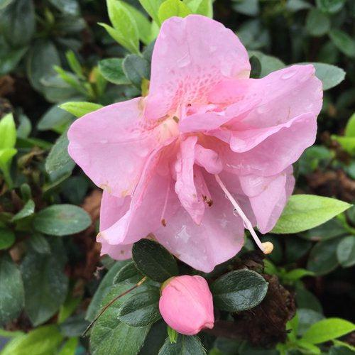 Rhododendron x 'NCRX3' ~ PW® Perfecto Mundo® Double Pink Azalea-ServeScape