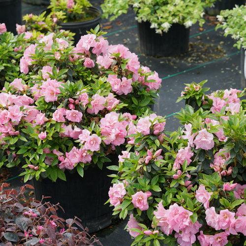 Rhododendron x 'NCRX3' ~ PW® Perfecto Mundo® Double Pink Azalea-ServeScape