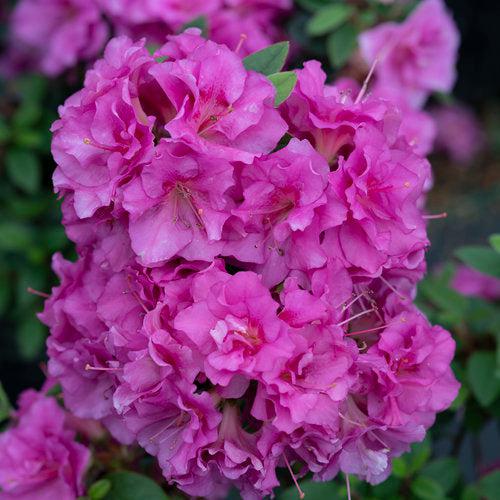 Rhododendron x 'NCRX4' ~ PW® Perfecto Mundo® Double Purple Azalea-ServeScape