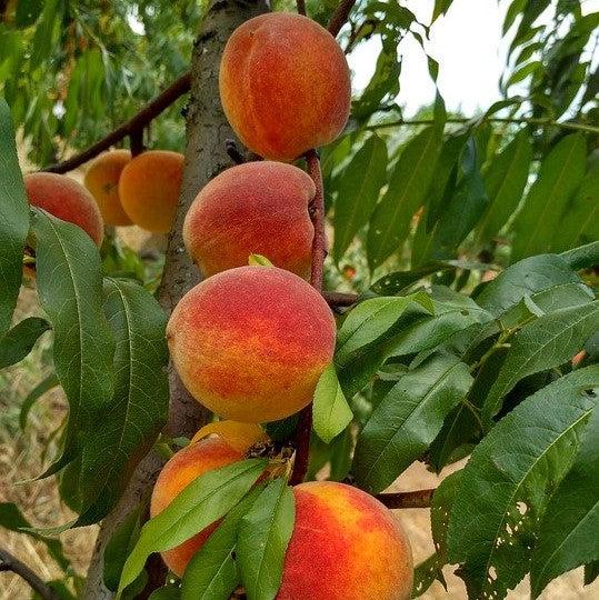 Prunus persica 'La Feliciana' ~ La Feliciana Peach-ServeScape