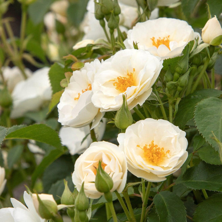 Rosa 'BOKRARUISP' PPAF ~ Nitty Gritty™ White Rose-ServeScape