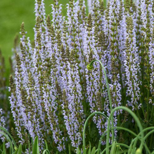 Salvia nemorosa ‘Perfect Profusion’ ~ PW® Perfect Profusion Meadow Sage-ServeScape