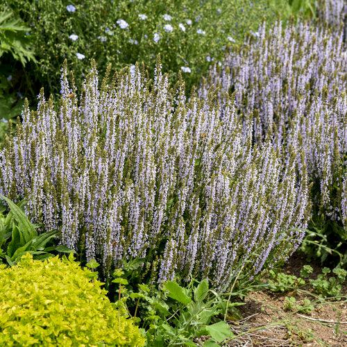 Salvia nemorosa ‘Perfect Profusion’ ~ PW® Perfect Profusion Meadow Sage-ServeScape