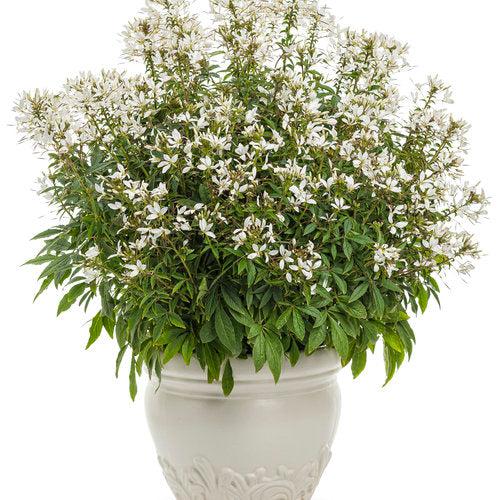 Cleome hybrid 'INCLESBIMP' ~ Señorita Blanca® Spider Flower-ServeScape
