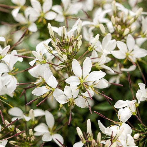 Cleome hybrid 'INCLESBIMP' ~ Señorita Blanca® Spider Flower-ServeScape