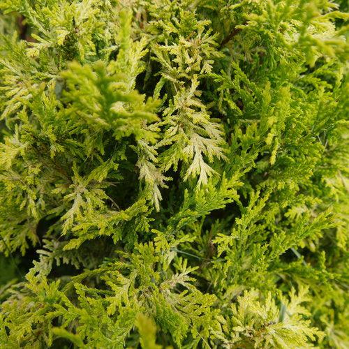Chamaecyparis pisifera 'FARROWCGMS' ~ Soft Serve® Gold False Cypress-ServeScape