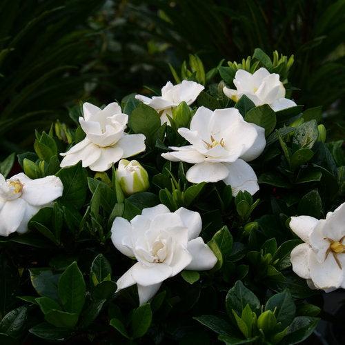 Gardenia jasminoides 'Prince Charles' ~ Steady as She Goes® Gardenia-ServeScape