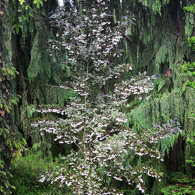 Styrax japonicus 'Evening Light' PP24168 ~ Evening Light Japanese Snowbell-ServeScape