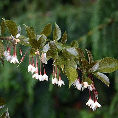 Styrax japonicus 'Evening Light' PP24168 ~ Evening Light Japanese Snowbell-ServeScape