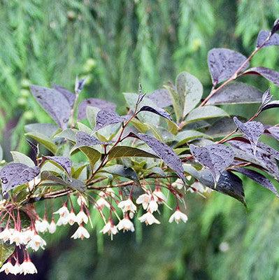 Styrax japonicus 'Evening Light' PP24168 ~ Evening Light Japanese Snowbell-ServeScape