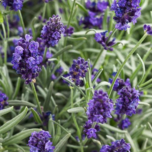 Lavandula angustifolia 'kerlavangem' ~ Sweet Romance® Lavender-ServeScape