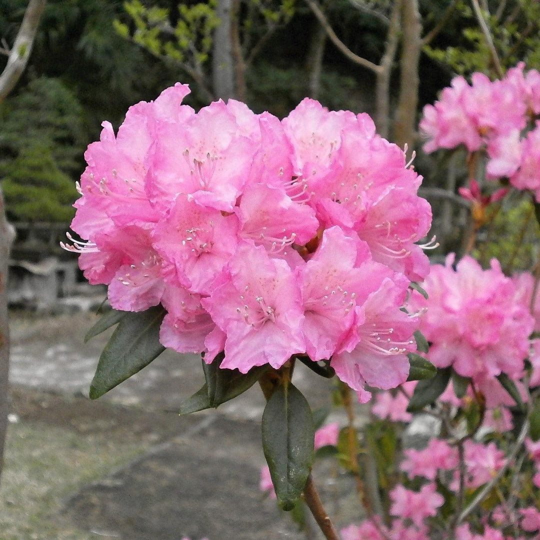Rhododendron 'Holden' ~ Holden Azalea-ServeScape