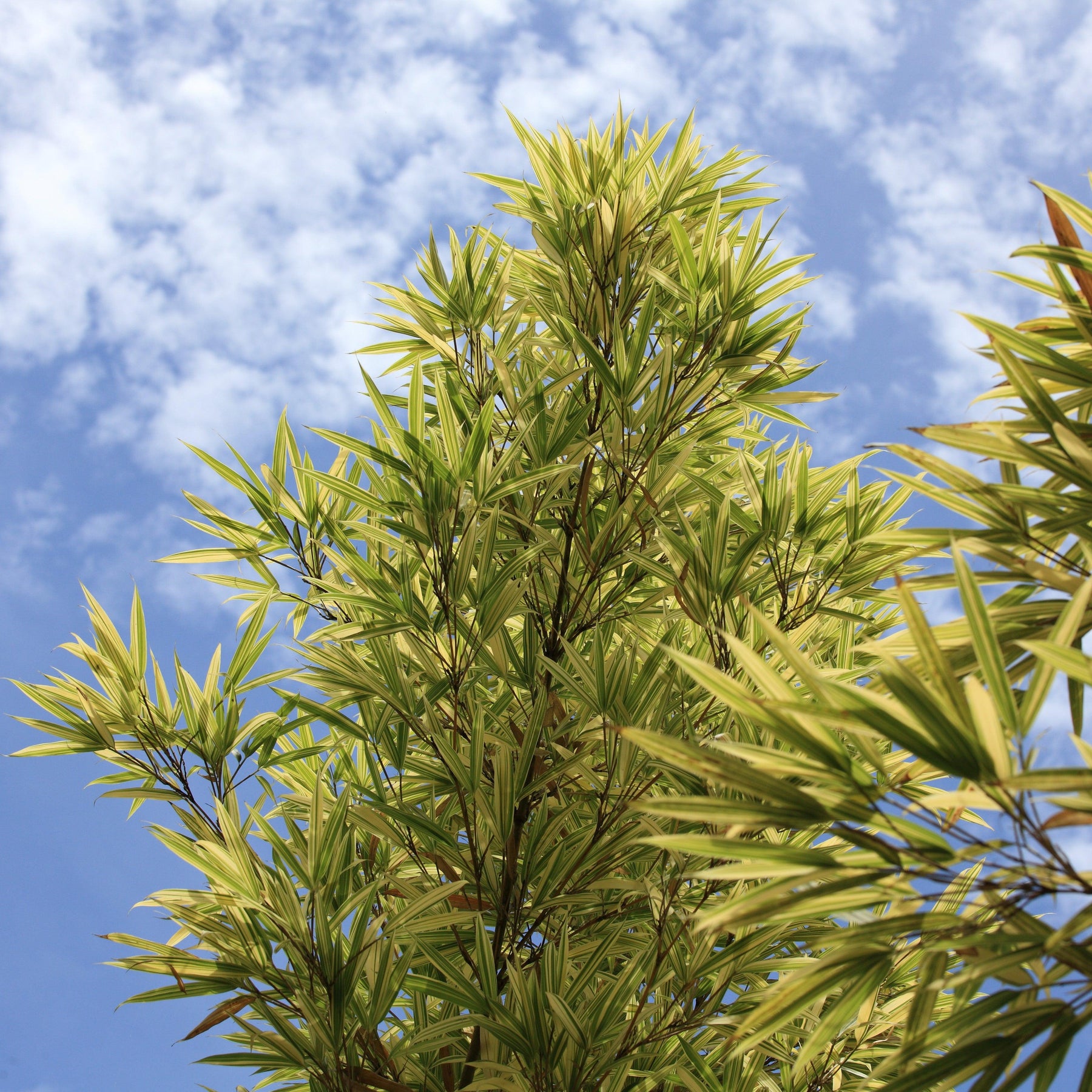 Roman Candle® Podocarpus Podocarpus macrophyllus 'Miu' ServeScape