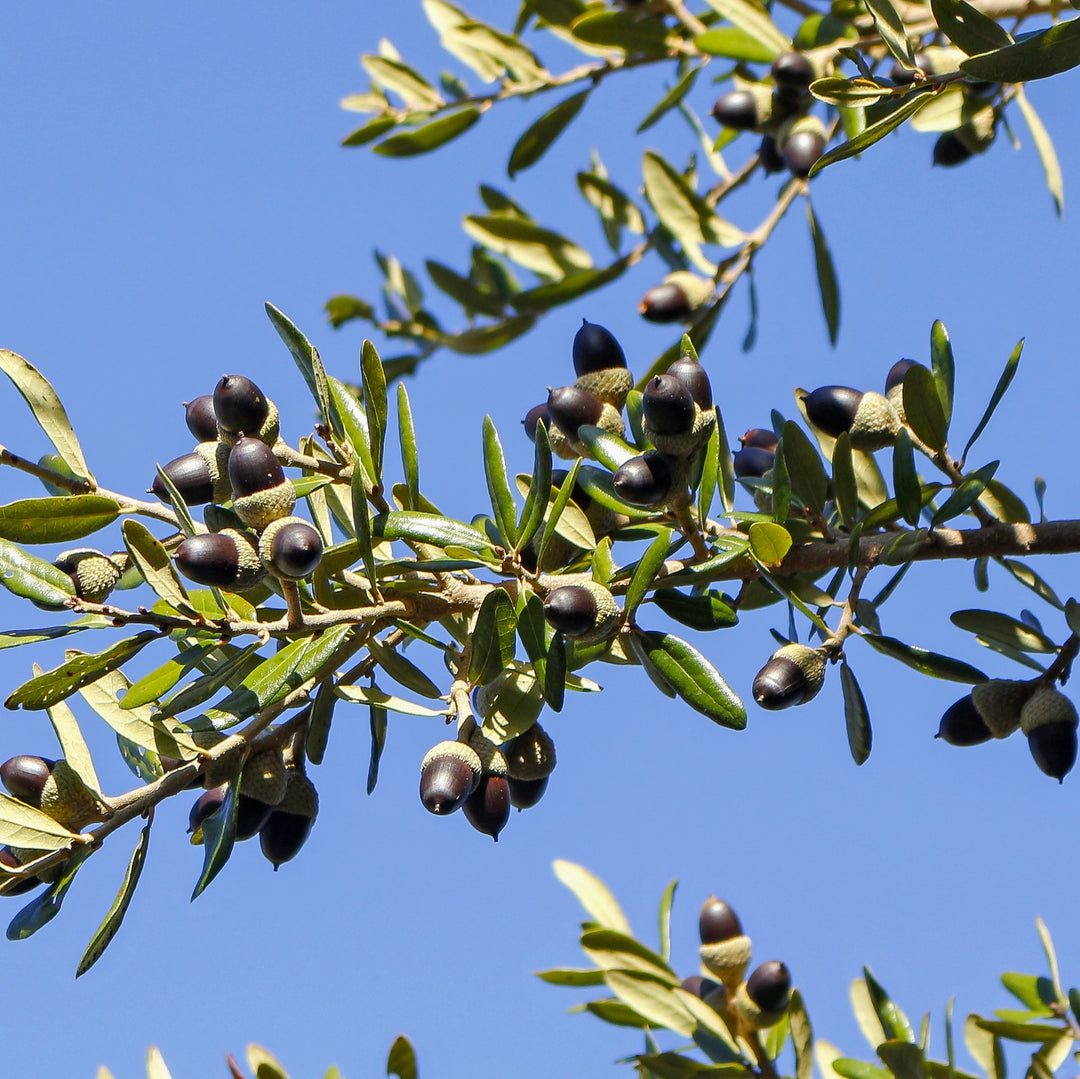 Quercus virginiana 'Sky Climber' ~ Sky Climber Southern Live Oak-ServeScape