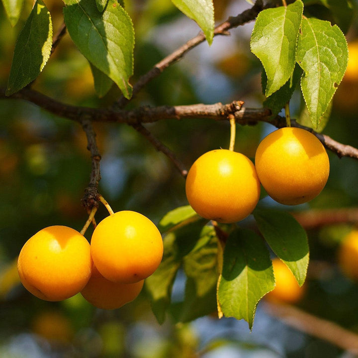 Prunus salicina 'Byrongold' ~ Byron Gold Plum-ServeScape