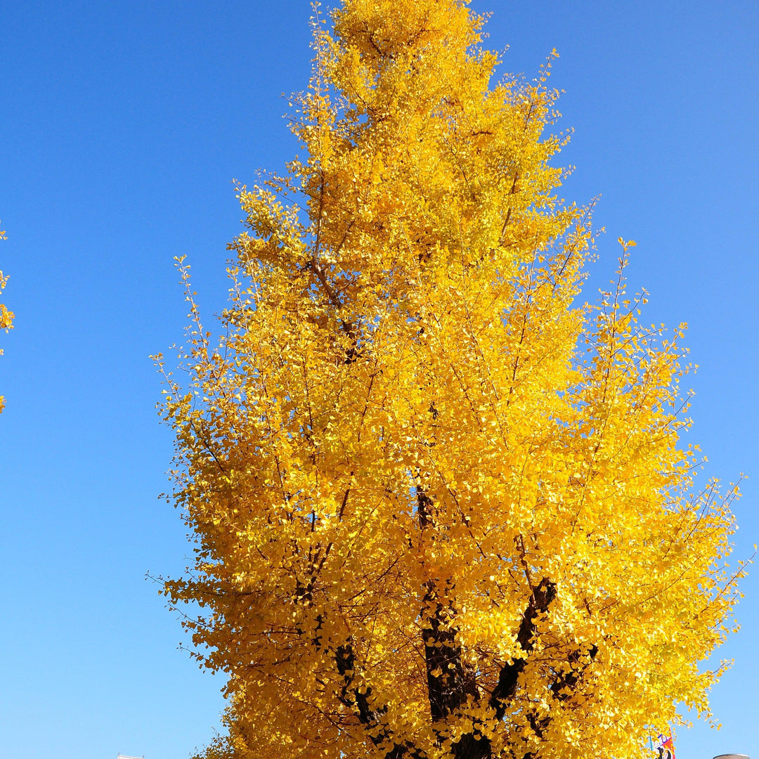 Ginkgo biloba 'JN9' ~ Sky Tower™ Ginkgo-ServeScape