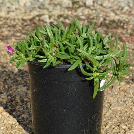 Delosperma hybrida 'T18-5' ~ Ocean Sunset™ Violet Ice Plant-ServeScape