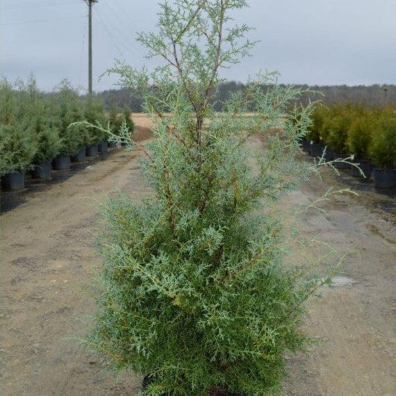 Cupressus arizonica glabra 'Carolina Sapphire' ~ Carolina Sapphire, Smooth Arizona Cypress-ServeScape