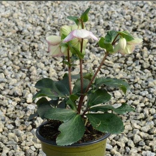 Helleborus x glandorfensis 'Coseh 5000' ~ HGC® Ice N' Roses® Picotee Hellebore-ServeScape