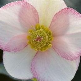 Helleborus x glandorfensis 'Coseh 5000' ~ HGC® Ice N' Roses® Picotee Hellebore-ServeScape