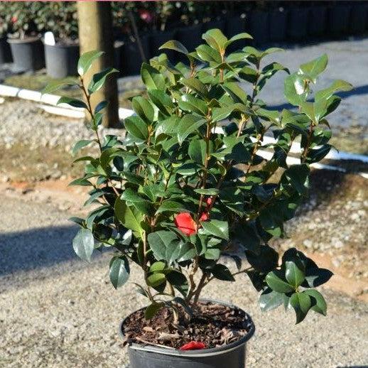 Camellia japonica 'Greensboro Red' ~ Greensboro Red Camellia-ServeScape