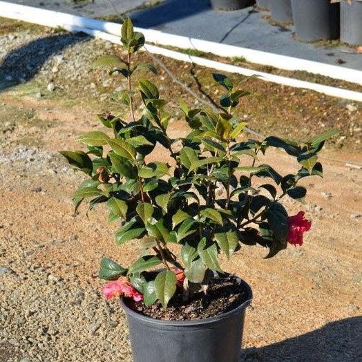 Camellia japonica 'Lady Laura' ~ Lady Laura Camellia-ServeScape