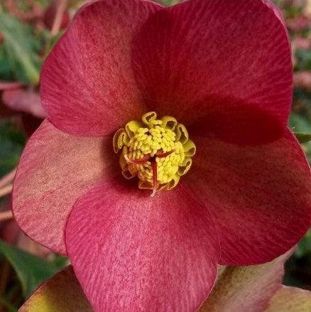 Helleborus x glandorfensis 'Ice N' Roses Red' ~ HGC® Ice N' Roses Red Lenten Rose-ServeScape