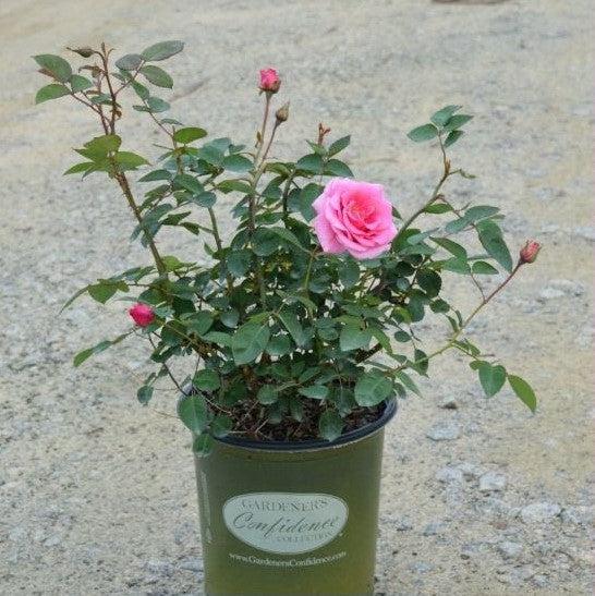 Rosa x 'PNKTER' PP32266 ~ Echo® Brindabella™ Pink Princess Rose-ServeScape