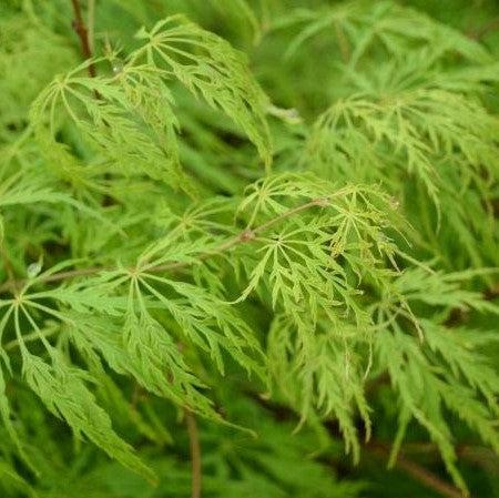 Acer palmatum var. dissectum 'Viridis' ~ Viridis Japanese Maple-ServeScape