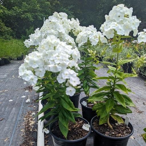 Phlox paniculata 'White Dwarf' ~ Flame® White Dwarf Garden Phlox-ServeScape