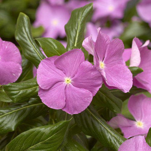 Catharanthus roseus 'Cora Cascade Lavender with Eye' ~ Cora® Cascade Lavender With Eye Vinca-ServeScape