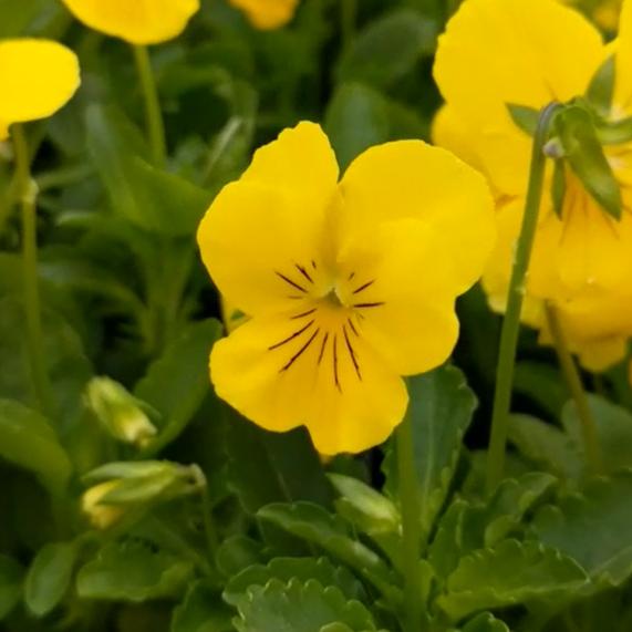 Viola cornuta 'Penny Yellow' ~ Penny™ Yellow Viola-ServeScape