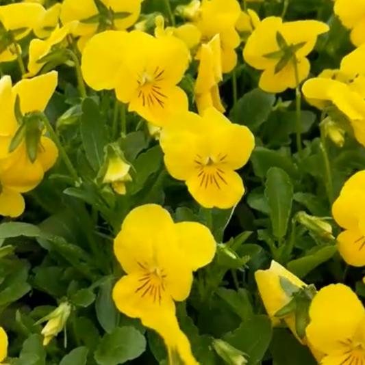 Viola cornuta 'Penny Yellow' ~ Penny™ Yellow Viola-ServeScape